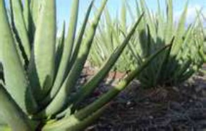 Aloe Vera Plantation