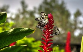 Butterfly Farm