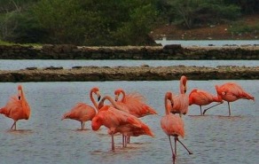 Jan Kok Flamingos (stop)